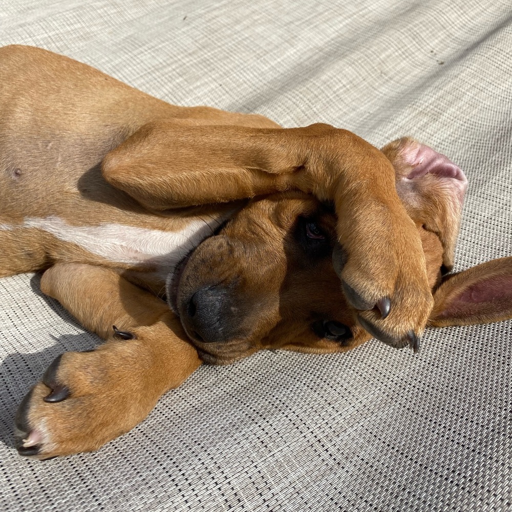 Meet your Posher, Katie